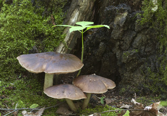 Fototapeta na wymiar Deer Mushroom (Pluteus cervinus)