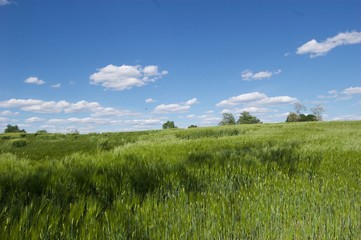 Blue Sky Over a Field of Rye