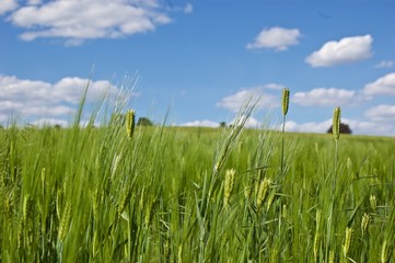 Blue Sky over a Field of Rye
