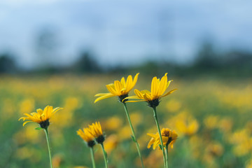 Jerusalem artichoke. Yellow topinambur flowers in the field