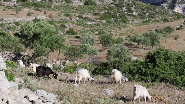Mandria di capra Siciliana; Sicilian herd of goats, Cassibile