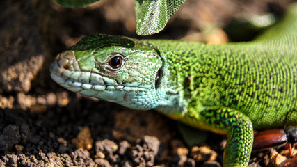 Green lizard