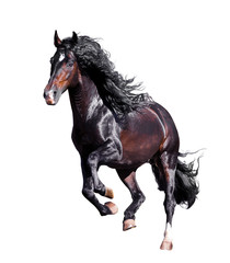 Fototapeta premium dark bay andalusian stallion runs free isolated on white