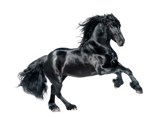 Obraz premium czarny koń fryzyjski na białym tle