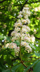 Chestnut flower