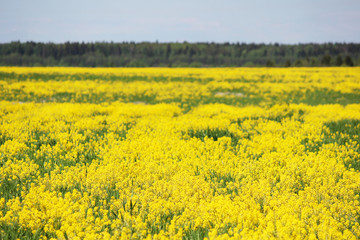 Fototapeta premium The yellow field of the blossoming Barbarea rape in early summer.
