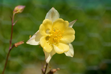 Pale yellow aquilegia flower