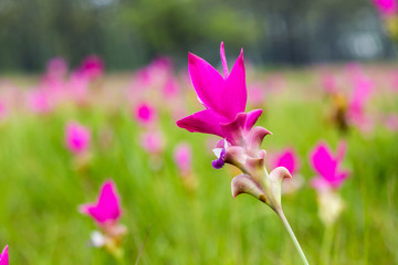 Pink Siam Tulip field in forest,Siam tulip.(Thai call dok krajiao)

