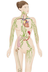 Lymphatic system drawing