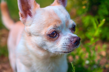 Chihuahua portrait on grass in summer 