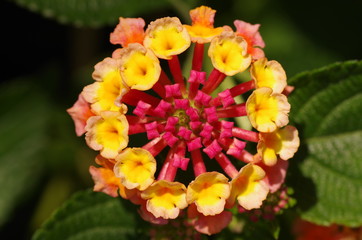 ランタナ(七変化)