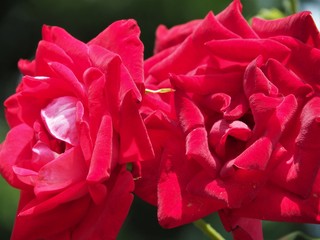 Naklejka premium バラの花