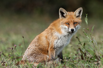 Naklejka na ściany i meble Red fox Vulpes vulpes