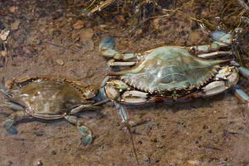 Atlantic blue crab Callinectes sapidus 2