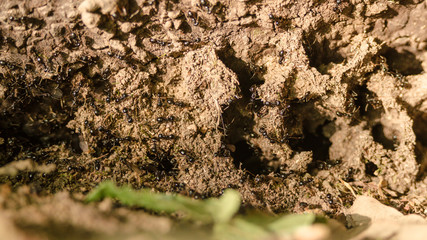 ants in nature in spring