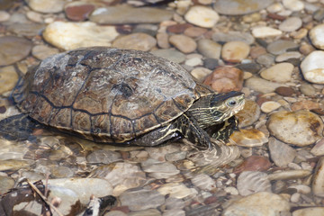 Balkan terrapin Mauremys rivulata 1