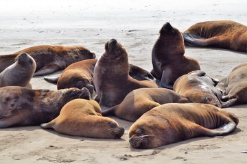 Sea Wolfs, sea lions in an Argentinian beach, Necochea, marine wild life, relaxing and sunbathing, reproduction time. Head up