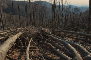 Fallen beech trees in the forest in the fall