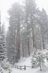 Sequoia's covered in Snow