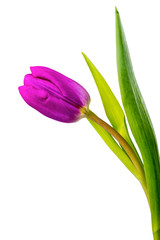 Violet tulip on a white background