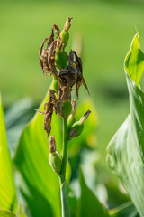 Withered canna flowers