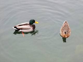 2 Ducks