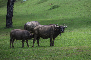 Buffalo stands on grass