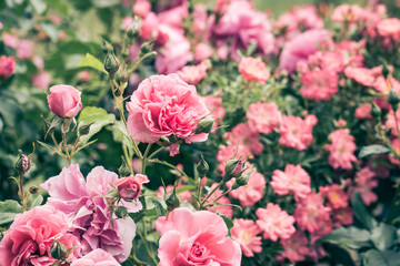 Blooming pink rose bushes close up