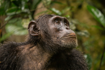 Portrait of Old Chimpanzee in Kibale Forest