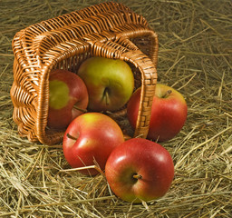 Isolated image of ripe apples in the basket closeup