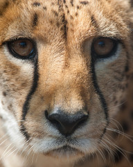 cheetah portrait closeup