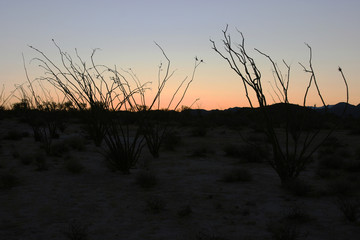 Desert Sunset with Silhouettes of Cactus in the Sonoran Desert, Baja California Norte, Mexico