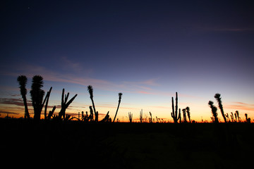 Desert Sunset with Silhouettes of Cactus in the Sonoran Desert, Baja California Norte, Mexico