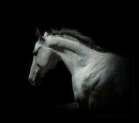 Fototapeta na wymiar white stallion on a black isolated
