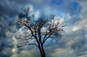 Image of autumn tree on sky background close-up