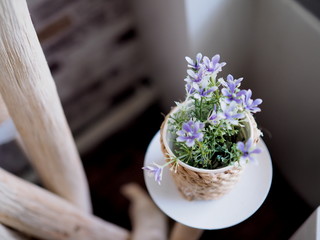 Beautiful flowers for decoration