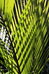 Palmenblätter zreuzen sich im Sonnenlicht
