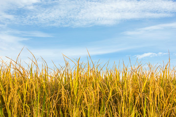 rice field in north Thailand, nature food landscape background.