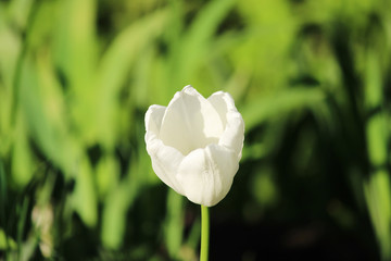 One white tulips grows on a flower bed.