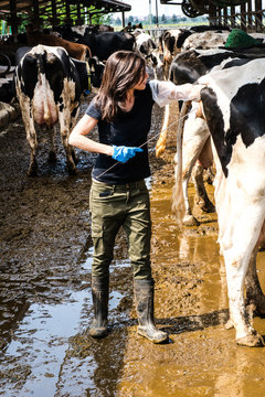 Female organic farmer taking temperature from cow's backside at dairy farm
