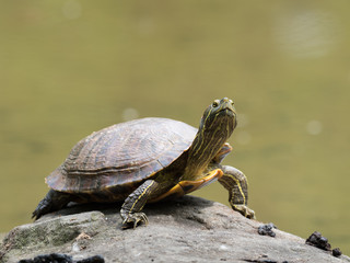 首を伸ばしている亀