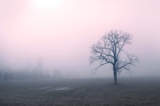 Tree caught up in early morning mist