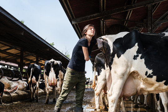 Female organic farmer taking temperature from cow's backside at dairy farm