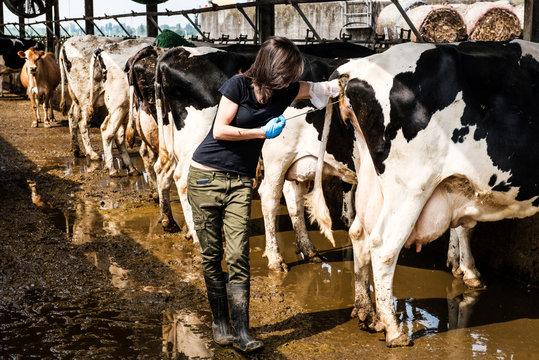 Female organic farmer taking temperature from cow's backside at dairy farm
