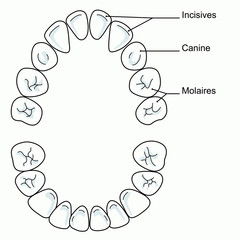 There are 20 milk teeth in total : 8 incisors, 4 canines and 8 molars All milk teeth should have come through by around the age of 3 © RFBSIP