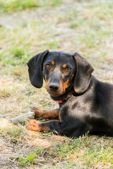 Black dachshund puppy laying on the grass