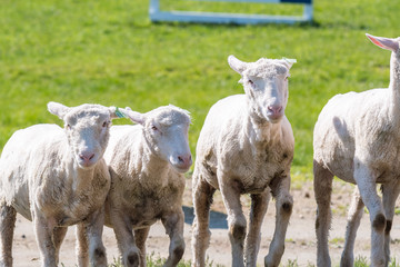 羊を追う牧羊犬