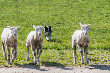 Fototapeta premium 羊を追う牧羊犬
