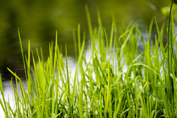 Spring first fresh green grass in the sunshine with a drop of dew.