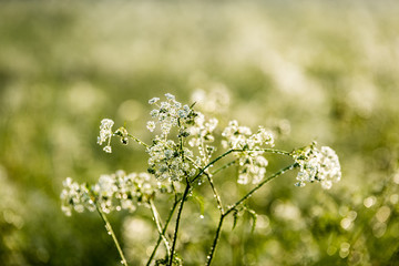 Spring first fresh green grass in the sunshine with a drop of dew.